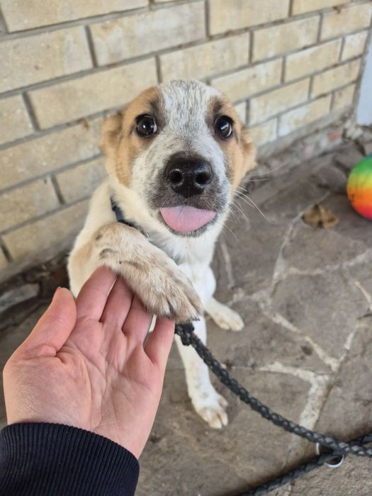 Цуценя метисів до дому