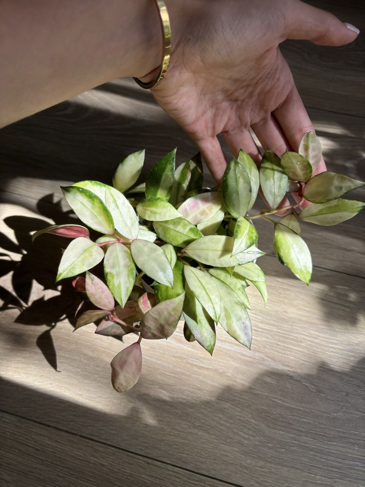 Hoya Hoja Walliniana variegata cięty węzeł