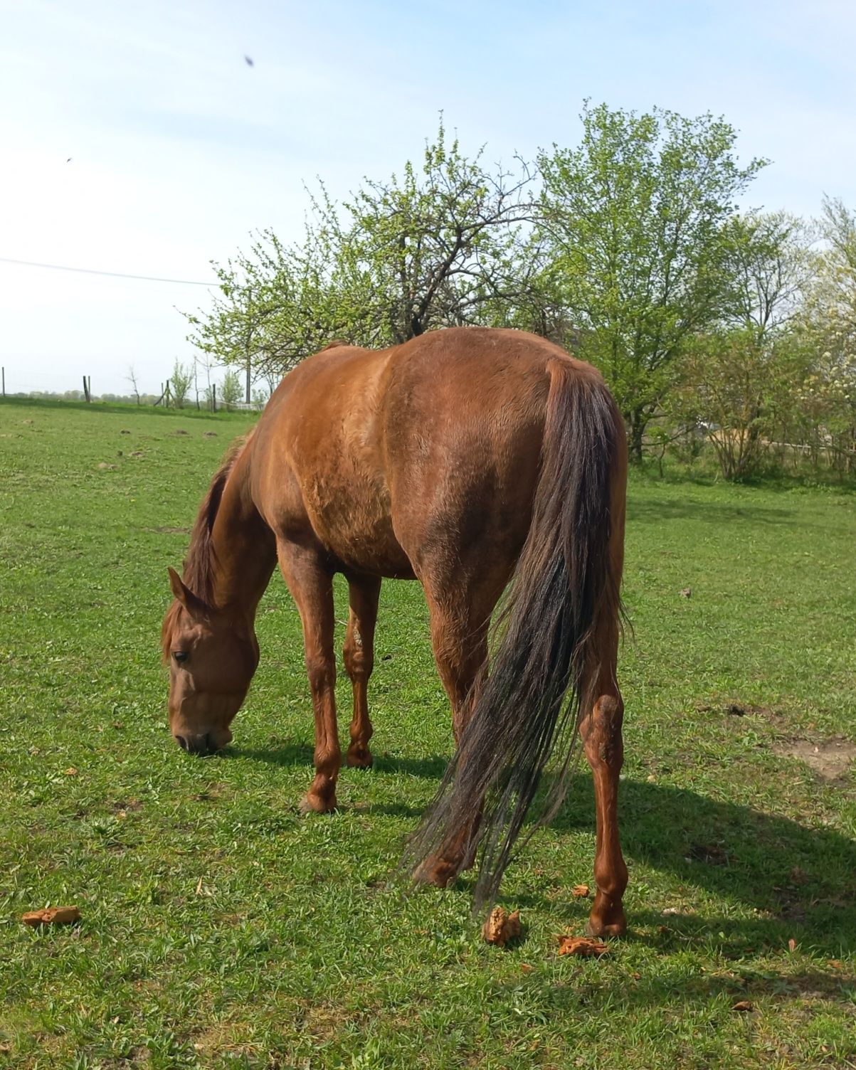 Okazja cenowa! Koń rasy American Quarter Horse AQH 4 letni