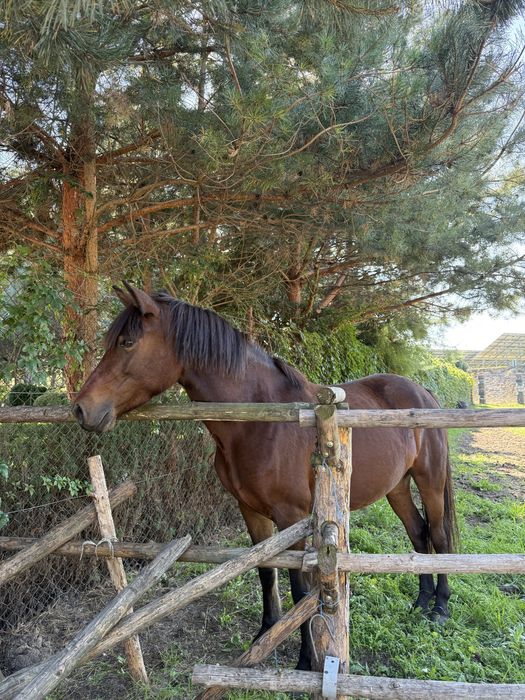 Sprzedam klacz huculską