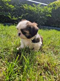 Shih tzu malutkie sunie