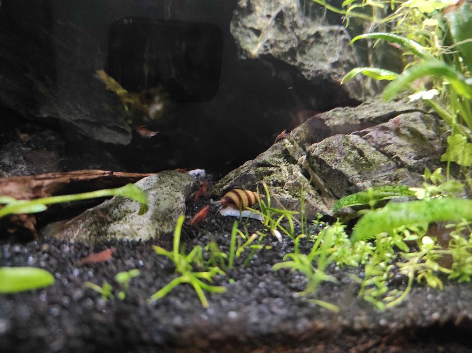 Ślimak Helena Helenka - Anentome Helena