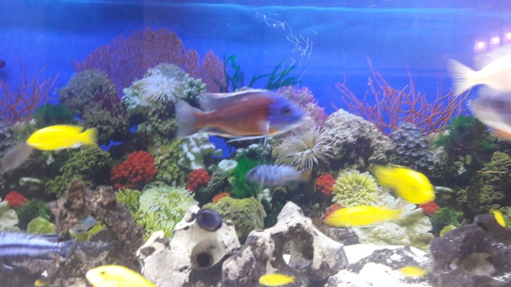 sprzedam pyszczaki copadichromis kadango red fin