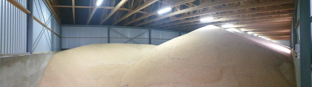 Kukurydza sucha 2025