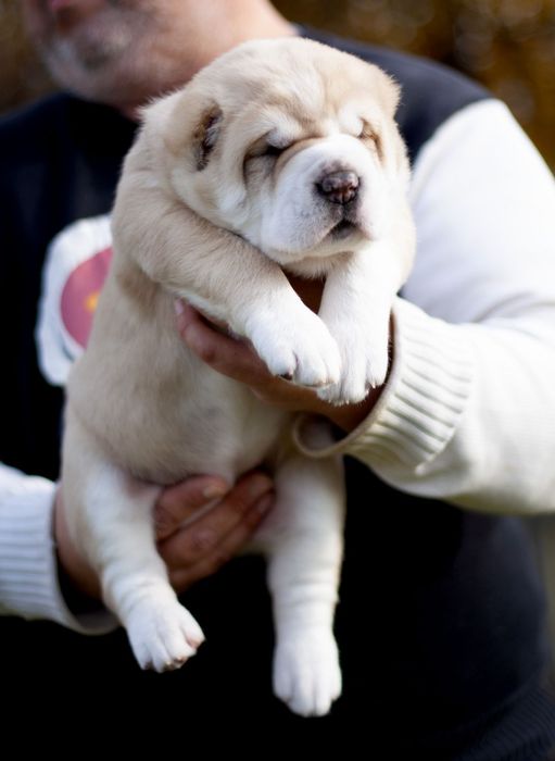 Шикарная девочка САО ,Алабай