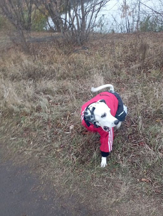 Далматинец/Вязка