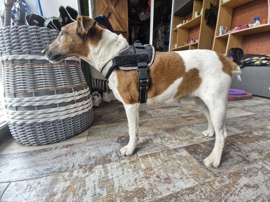 Шлея для середніх порід собак