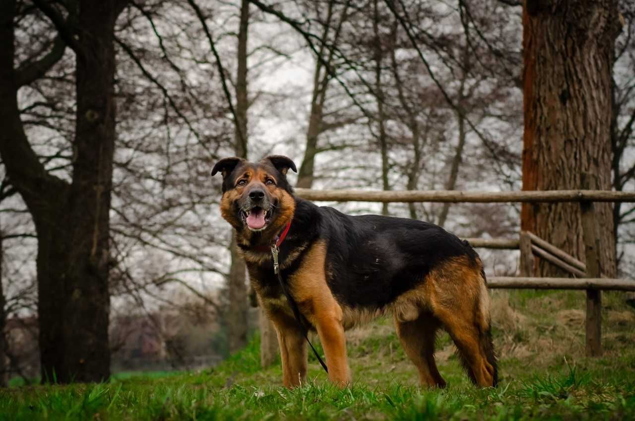 Zaczaruj życie owczarkowatego Badiego!