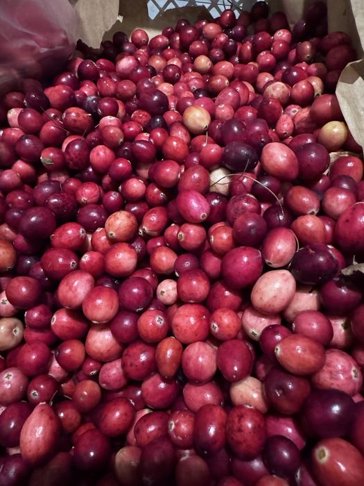 Żurawina wielkoowocowa 3kg