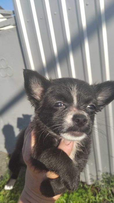 Продам щенков чихуахуа