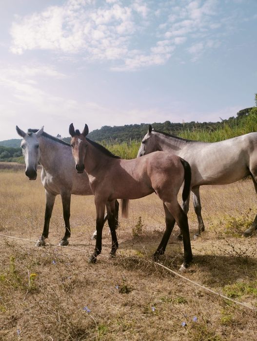 Troco poldros e/ou poldras Lusitanas por jeep