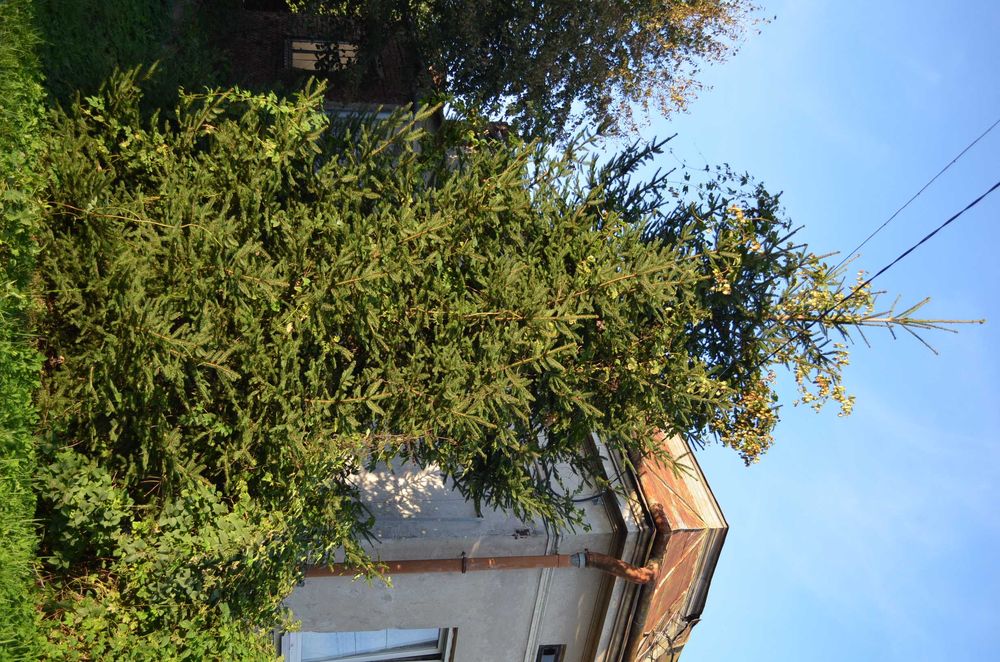 Ялинка 10 метрів елка ель гілки ялинки для декору