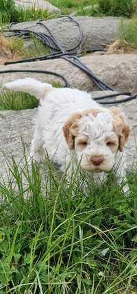 Piesek lagotto romagnolo fci