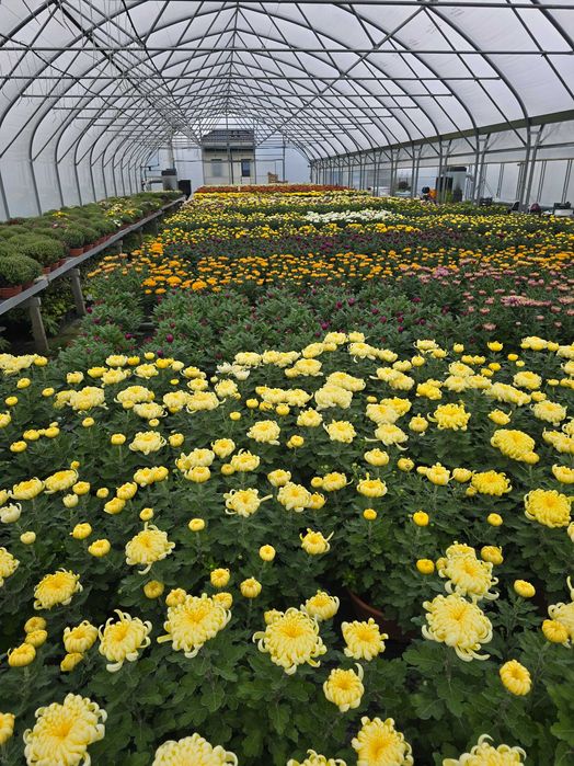 Chryzantemy- różne odmiany