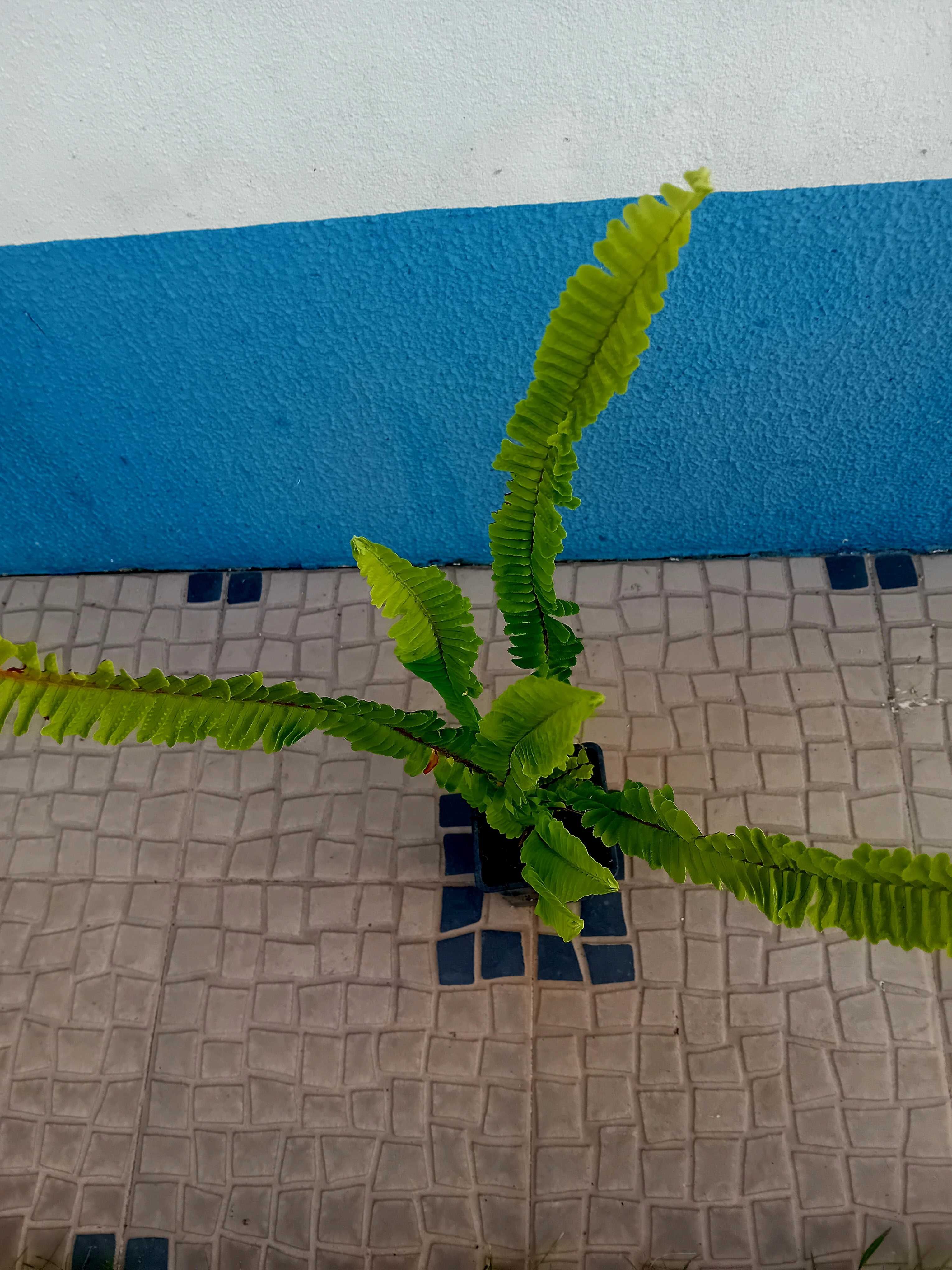 Feto Nephrolepsis Cordifolia