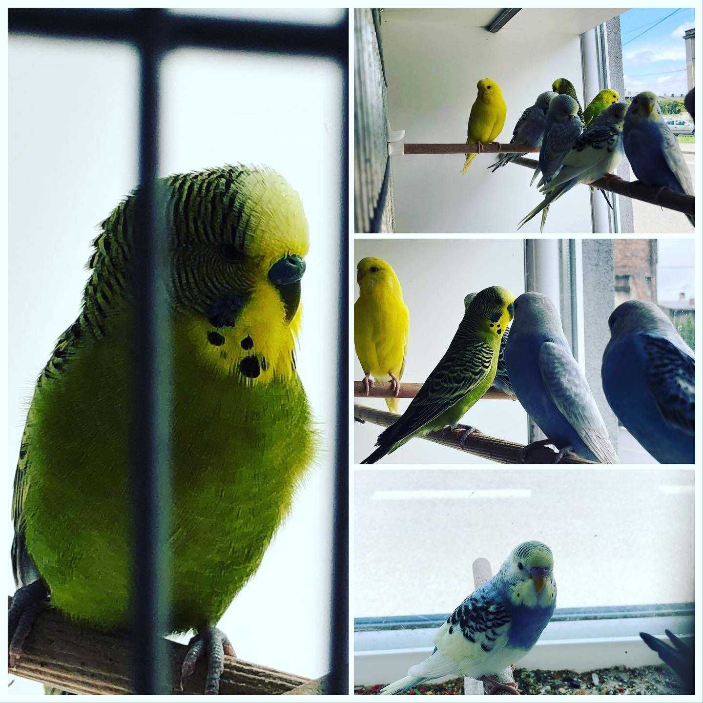 Papugi faliste AQUALIFE sklep zoologiczny
