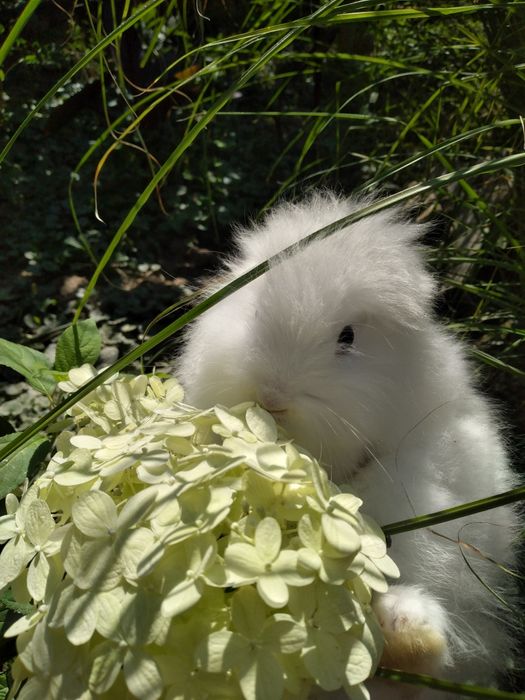 Декоративні карликові кролики