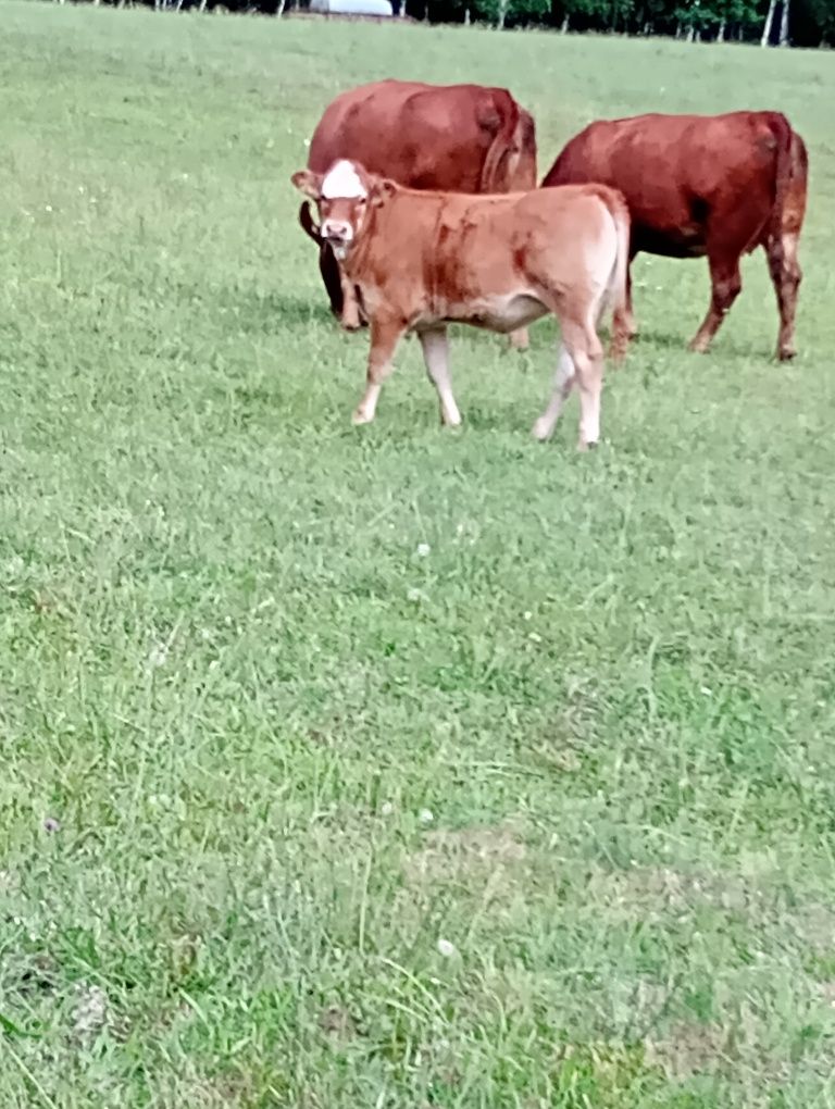 Ciałuszeczki na sprzedaż plus 1 byczek