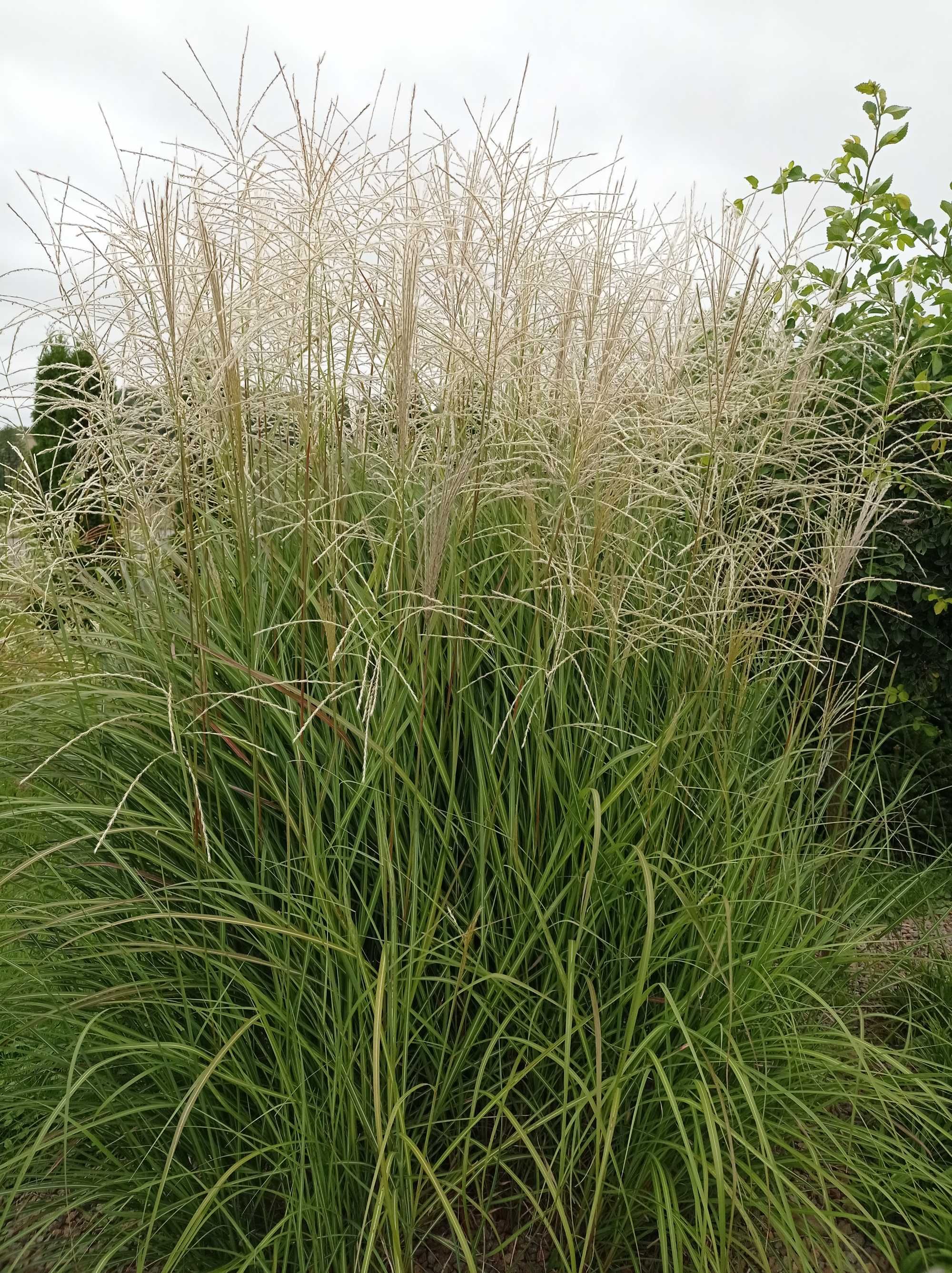 Kwiaty ogrodowe wieloletnie