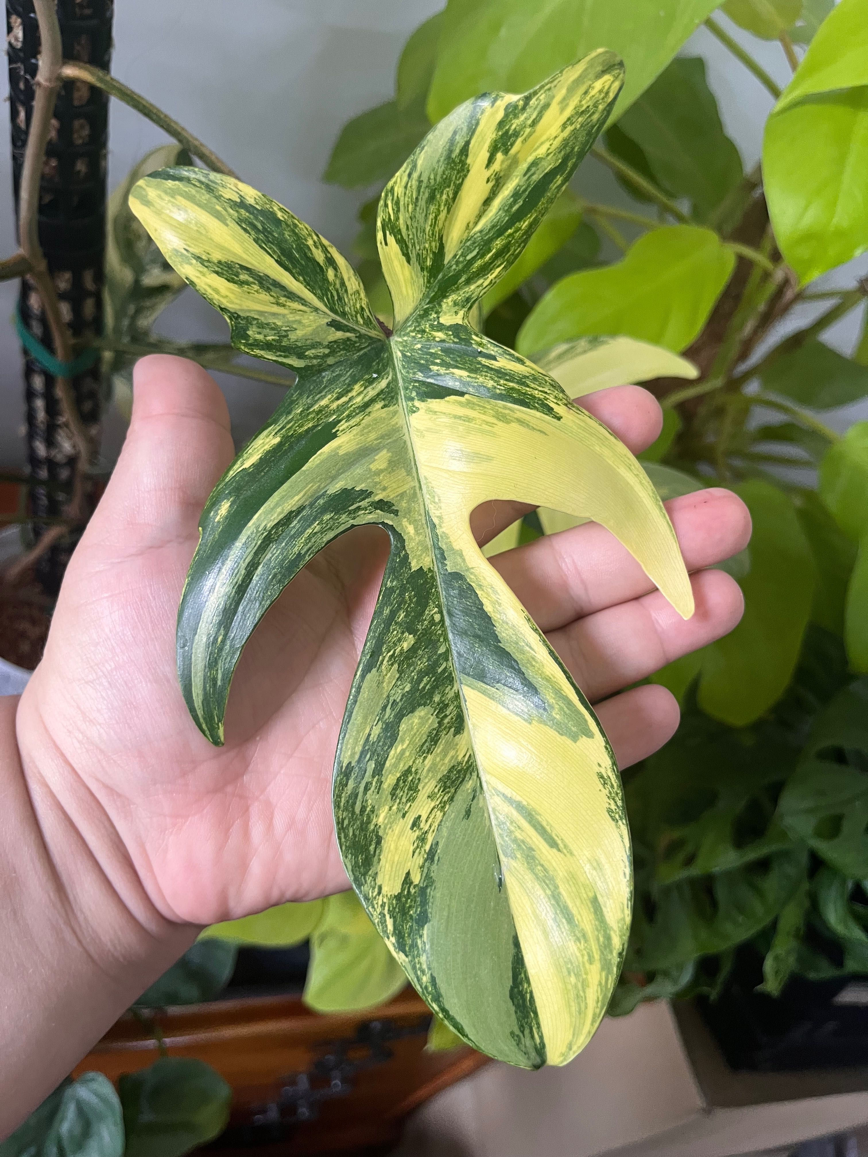 Philodendron filodendron Florida beauty