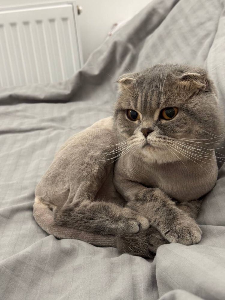 Котячий грумер, грумінг для кота,правий берег,тиха машинка
