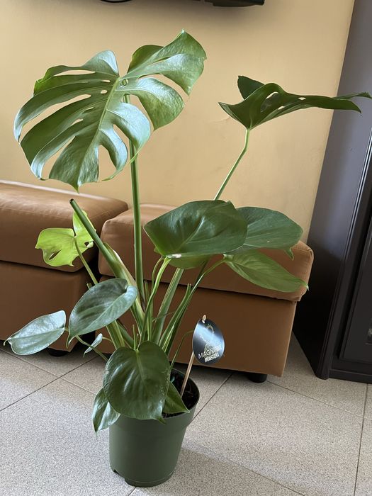 Planta Monstera Magnifique