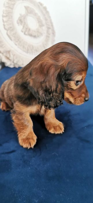 Jamnik długowłosy miniaturowy