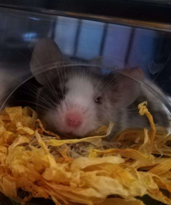 Mała myszka szuka domu