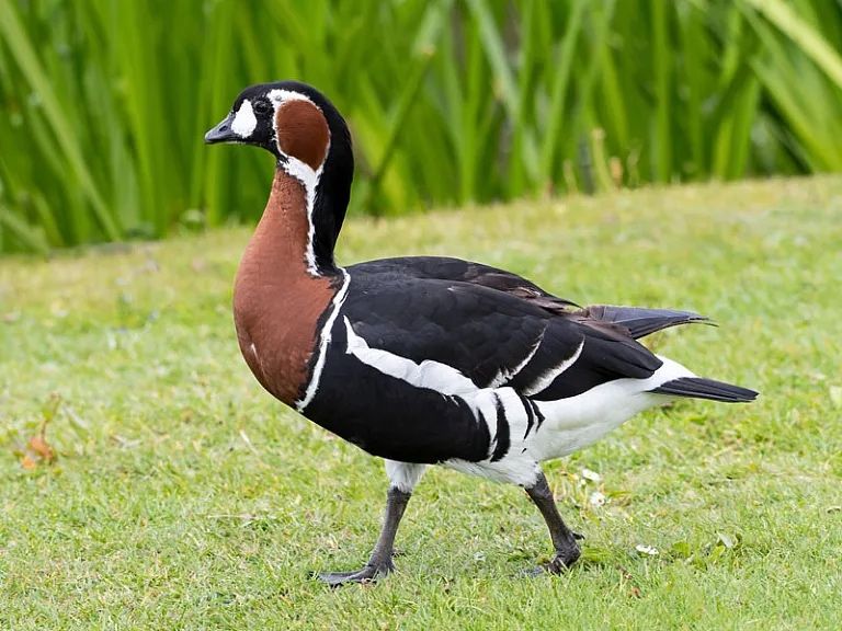 Casais Gansos Peito Ruivo (Branta ruficollis)