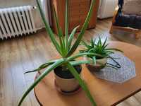 Aloes duży polecam