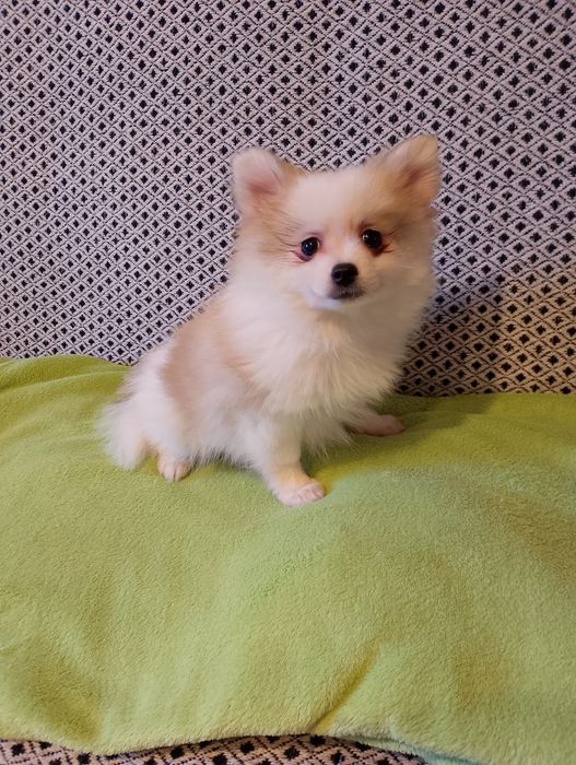 Szpic Miniaturowy Pomeranian Piesek