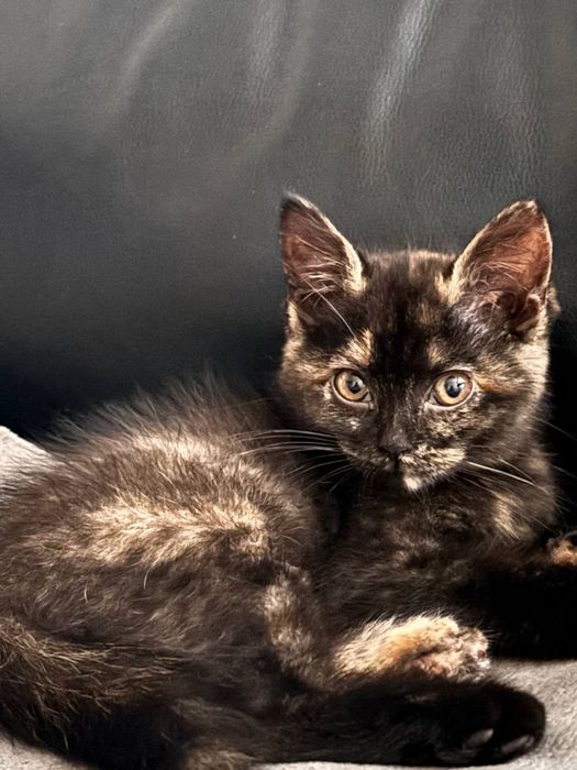 Віддамо в добрі руки