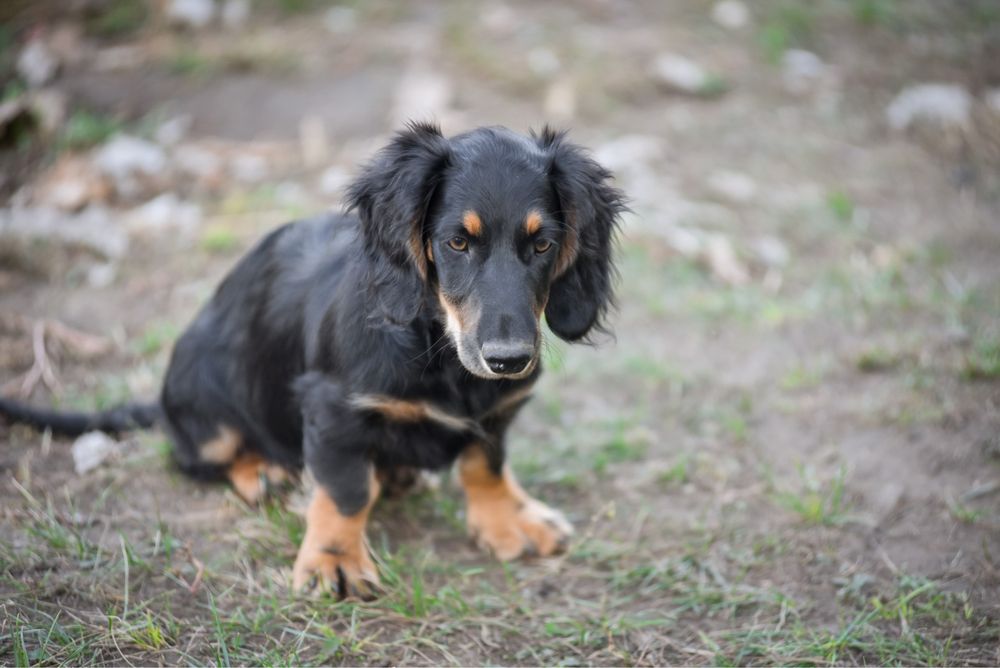 Довгошерстний хлопець