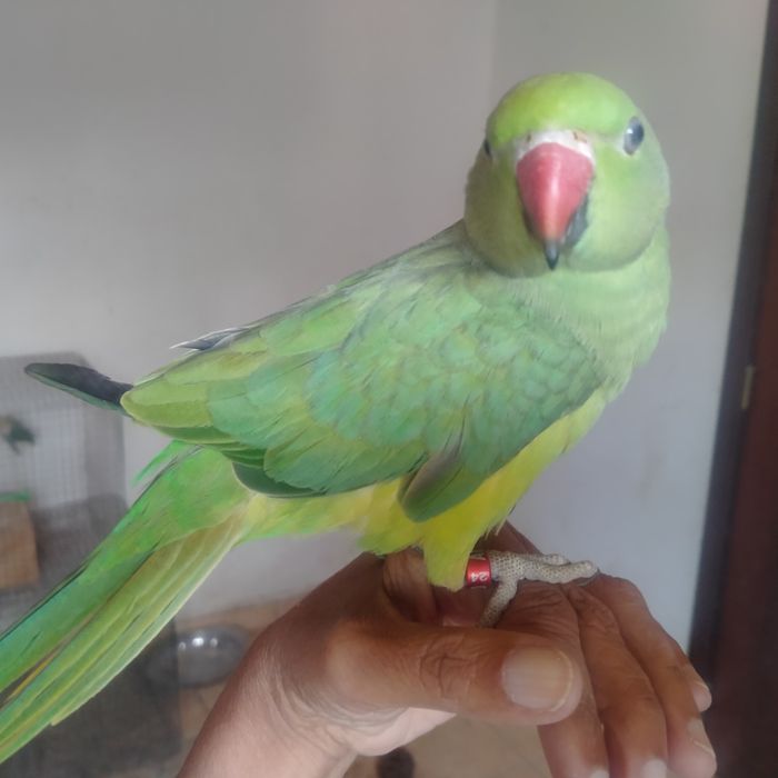 Ring Neck criado à mão muito meigo