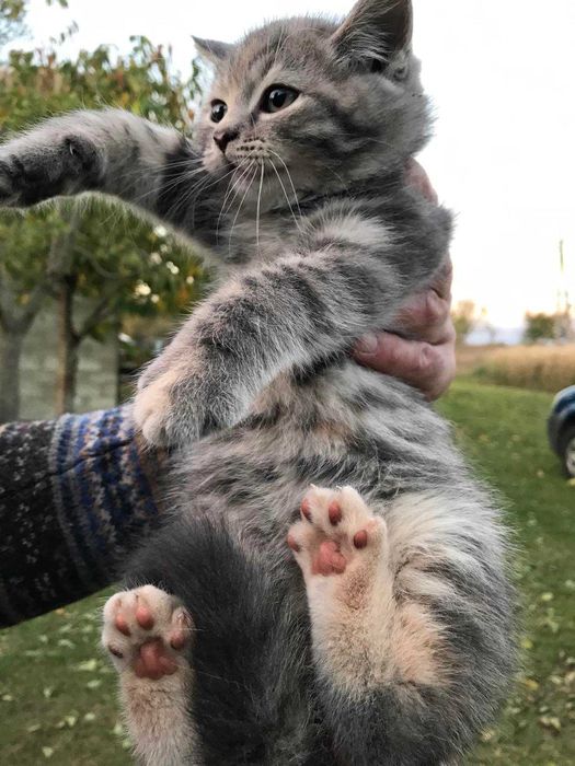 Віддам в добрі руки кошеня