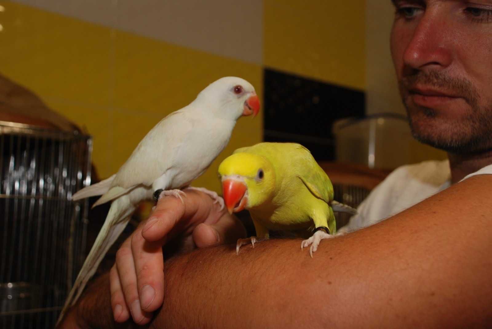 Ручной индийский ожереловый попугай - птенцы