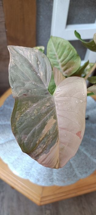 Syngonium Pink Doble Marble variegata