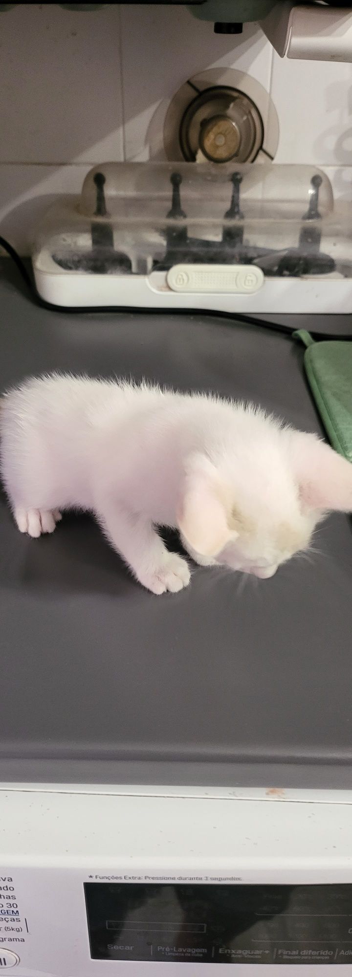 Gatinha para adoção ⁷