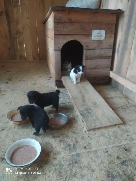 Віддам в добрі руки