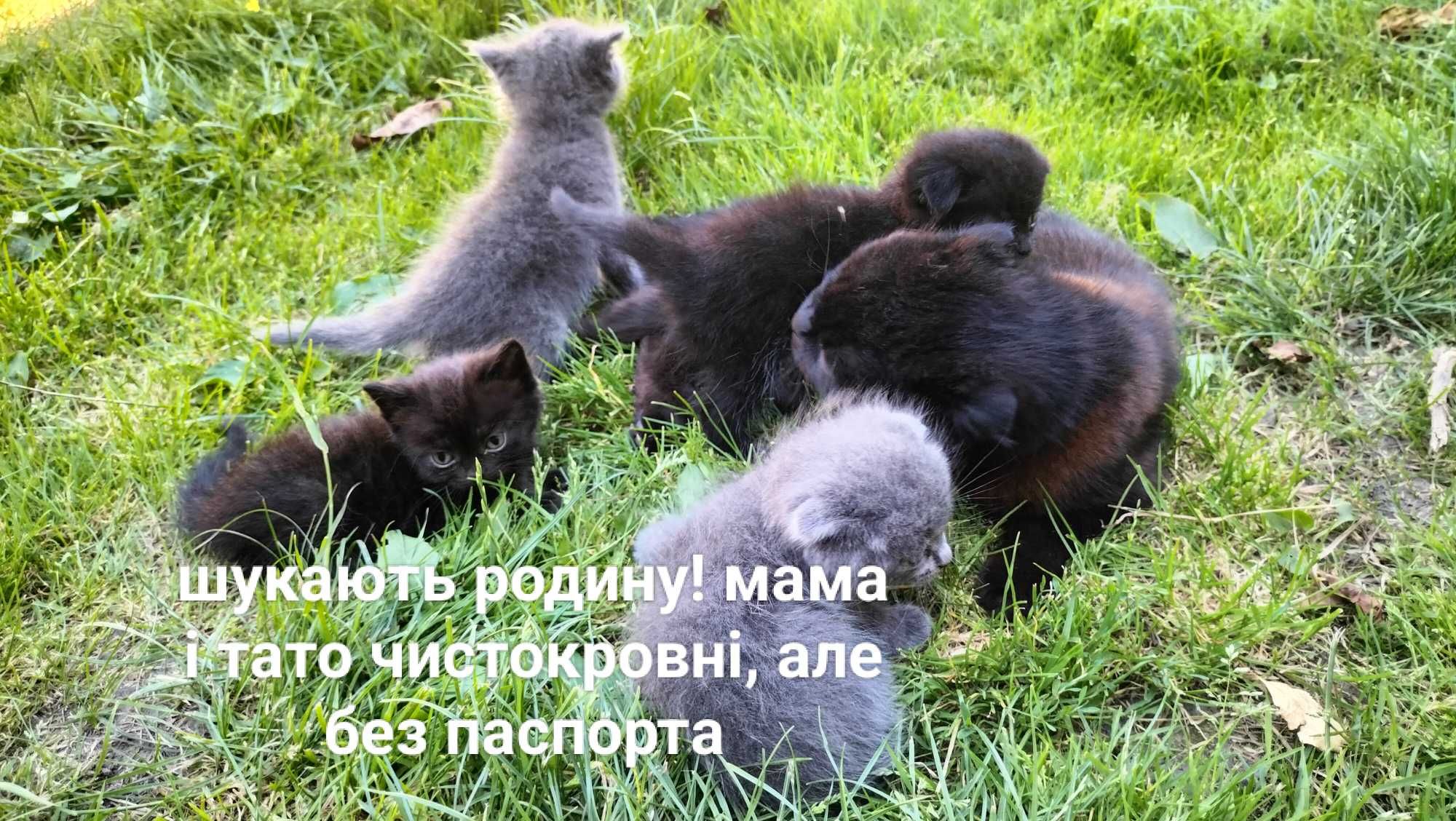 Котенята шукають родину