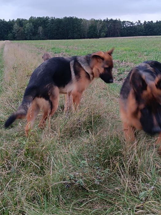 Suczka FCI długowłosa Owczarek Niemiecki