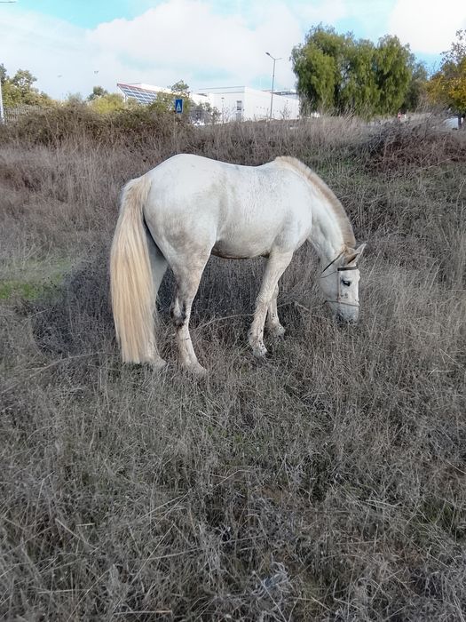 Vendo ou troco muito lindo