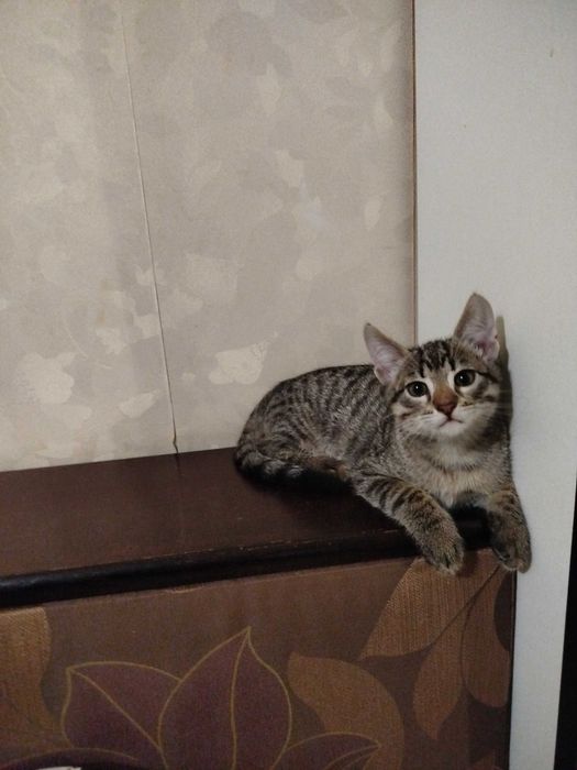 Круті котики для гарних людей