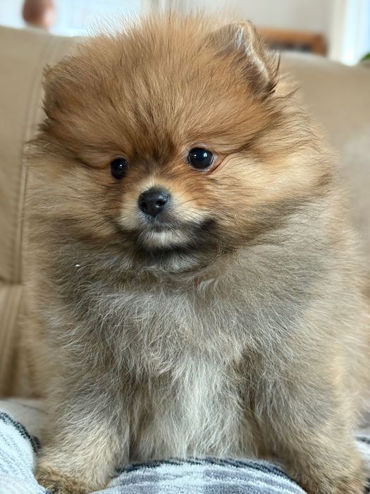 Suczka FCI Szpic Miniaturowy