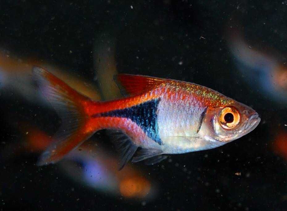 Razbora klinowa - Trigonostigma heteromorpha - Rasbora - dowóz wysyłka