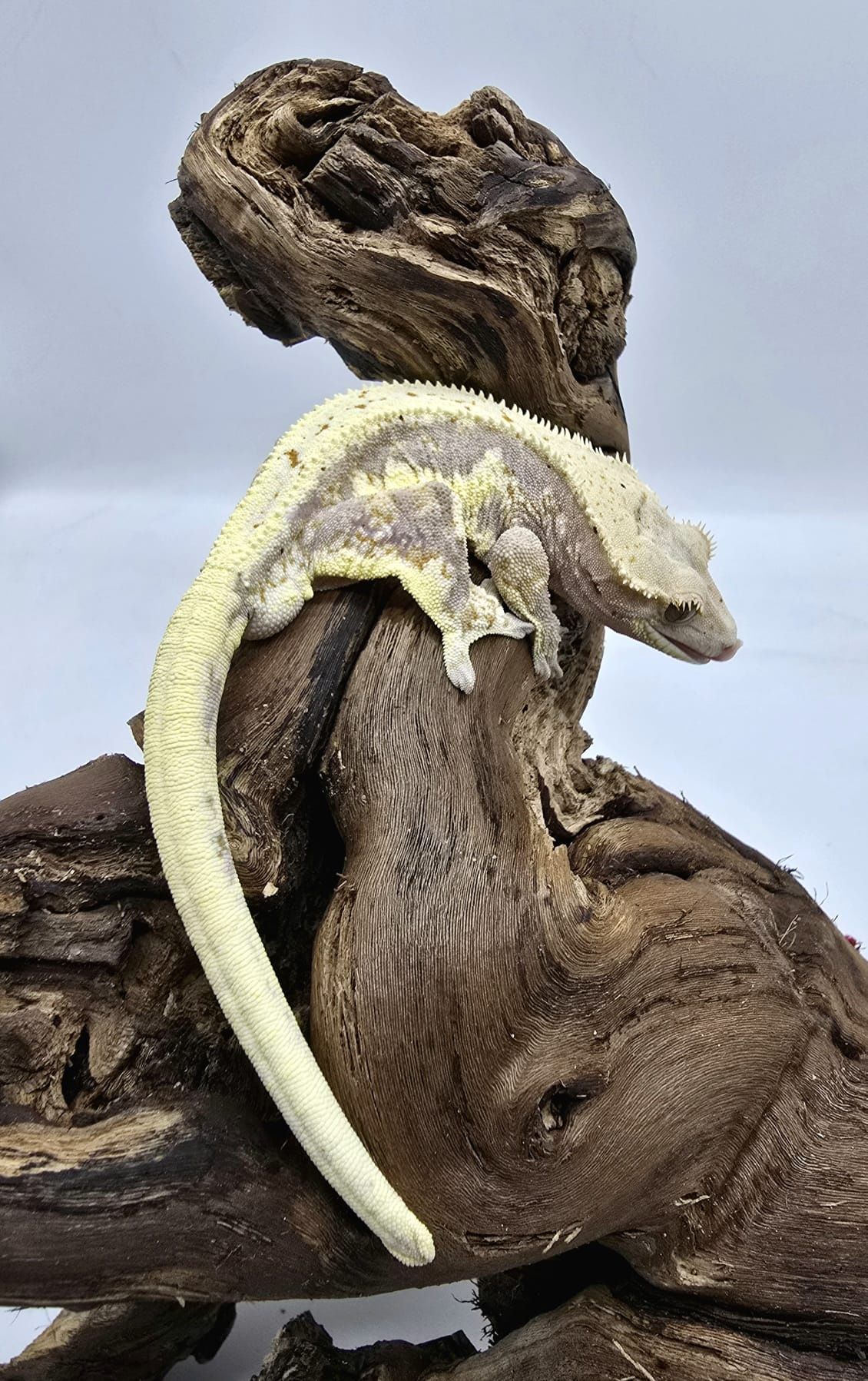 Gekon Orzęsiony - Correlophus ciliatus