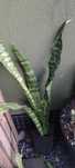 sansevieria roślina