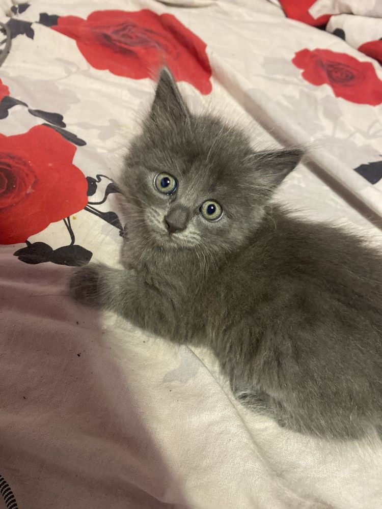 котята бесплатно срочно