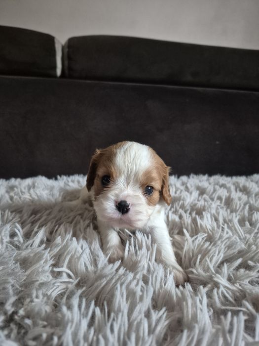 Cavalier king charles spaniel