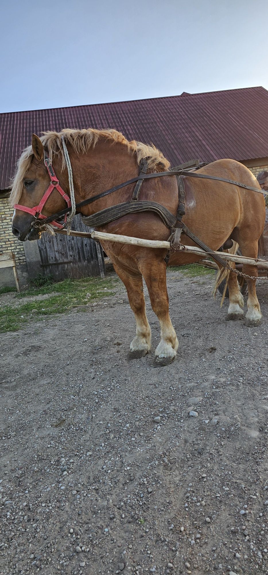 Ogier zimnokrwisty /typ sokólski